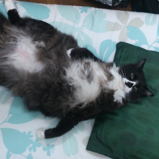 カシューーーのカバー写真