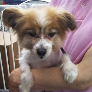 じやれるのが大好き！パピヨン