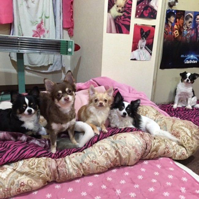 CREAMOKOTAのカバー写真