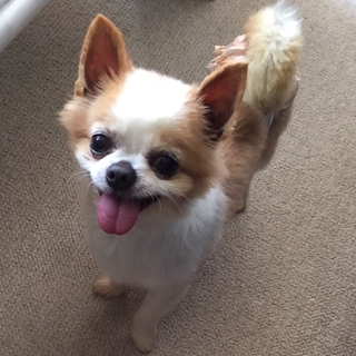 里親決定。6歳の可愛い男の子です