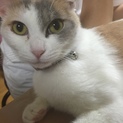 里親親募集‼︎三毛猫