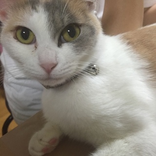 里親親募集‼︎三毛猫