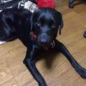 黒ラブ　1歳ウッディです！里親募集中です