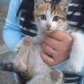 しまミケ子猫♀人懐っこい子です☆