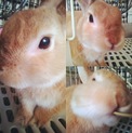 可愛がってくれる方募集中