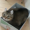 べたちびこ