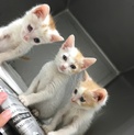 生後２ヶ月！可愛い子猫三姉弟(^^)
