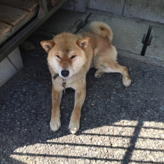 柴くん5歳自転車大好きＫ様宅に迎えていただき感謝