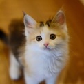 長毛三毛子猫《ファルティ》