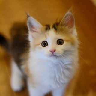 ふんばり親子猫　三毛猫 いっぱい遊んでね♡三毛猫」千葉県 - 猫の里親募集(523360) 1