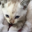 やんちゃっこで元気いっぱいの子猫です。
