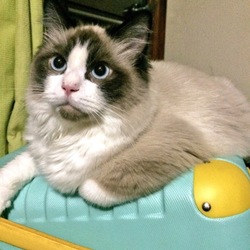 片付けをさせないスタイル