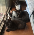子猫ちゃんの里親さん募集