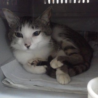 トムくん1歳一宮の里親様にもらっていただきました