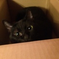 人懐っこい黒猫です