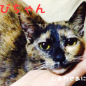 麗しのワビ姫 