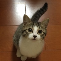 チビ