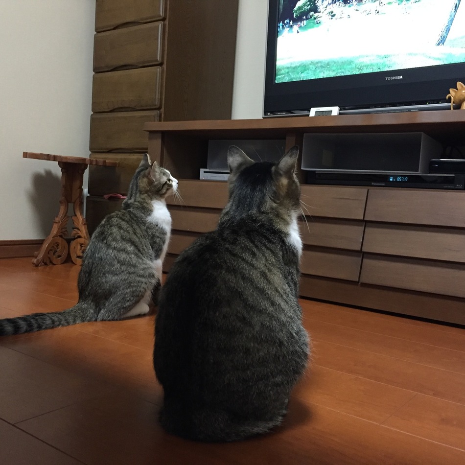 チビのカバー写真
