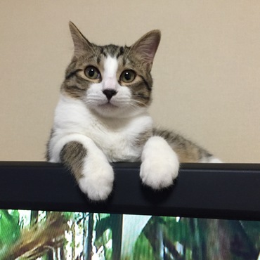 テレビの上でくつろいでます。