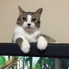 テレビの上でくつろいでます。