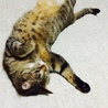 トモモさん