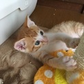 茶トラちゃん