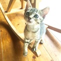 生後２ヶ月のキジトラ子猫メス♪なつっこく元気です。