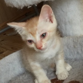 4／23生れの可愛い子猫の募集です