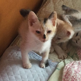 4/22生れの可愛い子猫の募集です