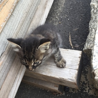 子猫の里親募集