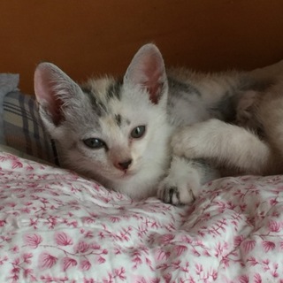 4/22生れの女の子募集です