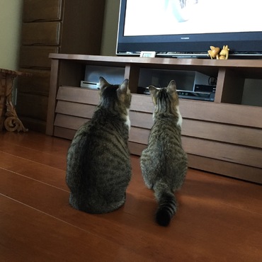 ママと一緒にテレビを見ます。
