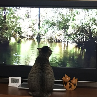 テレビが大好き。