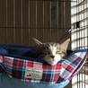 寝顔は天使。(=^ェ^=)