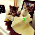 4/27生まれのかわいい子猫たちです