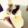 4/27生まれのかわいい子猫たちです サムネイル3