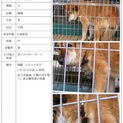 長く収容されています!!里親登録してください!!