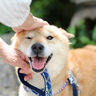 柴犬コロくん。