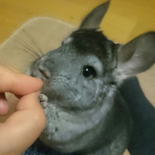 チンチラ11月生まれ元気な男の子