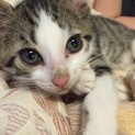 甘えん坊の子猫の里親様を募集しています。