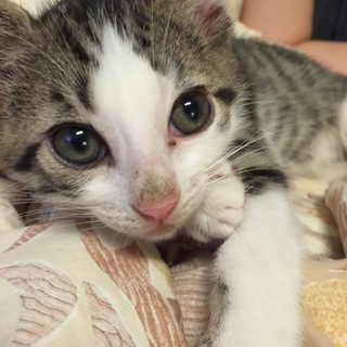 甘えん坊の子猫の里親様を募集しています。