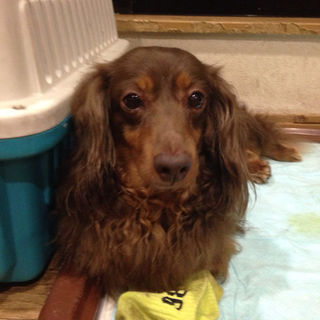 【決定！】モフモフの美男子君＠推定５歳