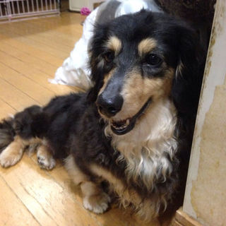 【正式譲渡決定】甘えん坊の女の子＠推定５歳