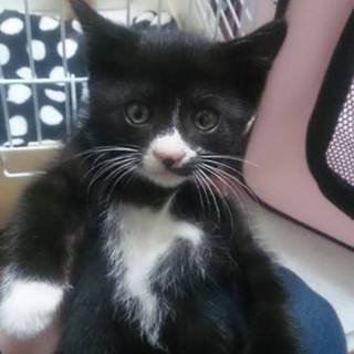 里親決定　ご応募頂きありがとうございました。