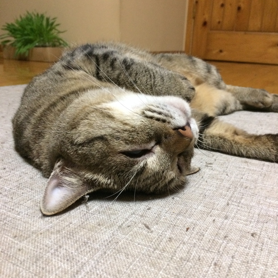 アルトのカバー写真