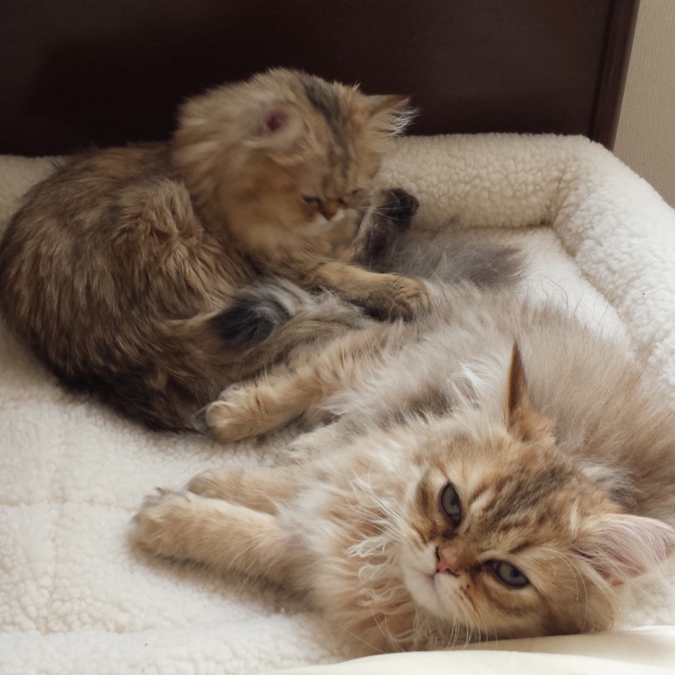 ポコのカバー写真