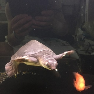 スッポンモドキ 20cm 病気？