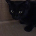 黒の猫くん、大変仲の良い兄弟です