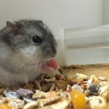 ジャンガリアンハムスターのあかちゃんです！