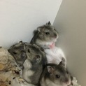 ジャンガリアンハムスターのあかちゃん里親募集中！